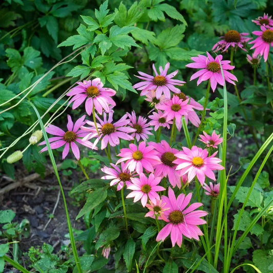 PowWow® Wild Berry Echinacea Coneflower Perennial