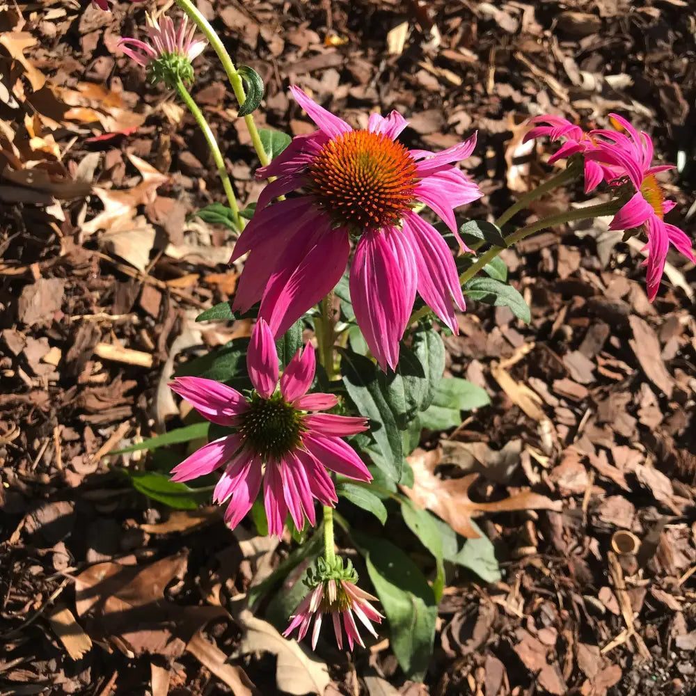 PowWow® Wild Berry Echinacea Coneflower Perennial