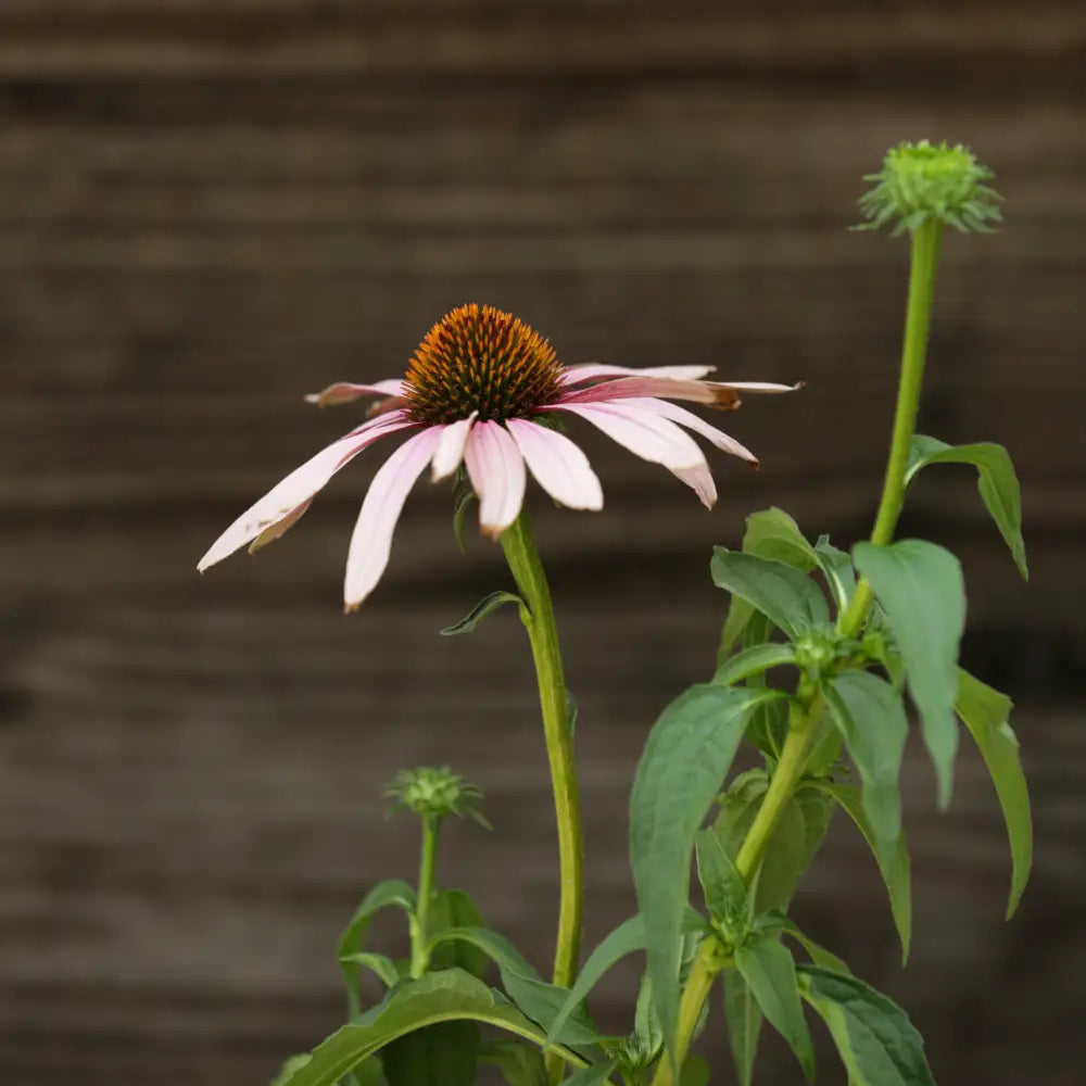 PowWow® Wild Berry Echinacea Coneflower Perennial
