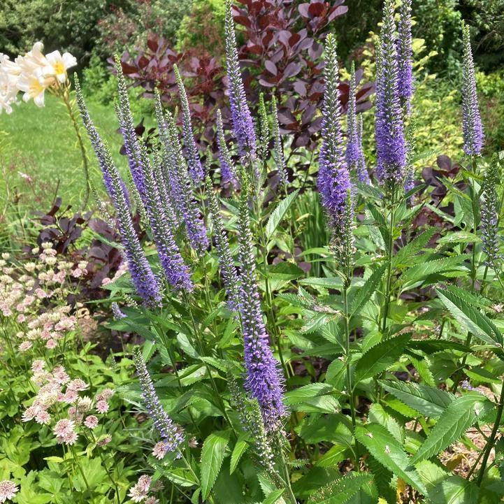 Veronica 'Seaside'  - Seaside Veronica