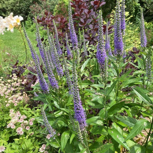 Veronica 'Seaside'  - Seaside Veronica