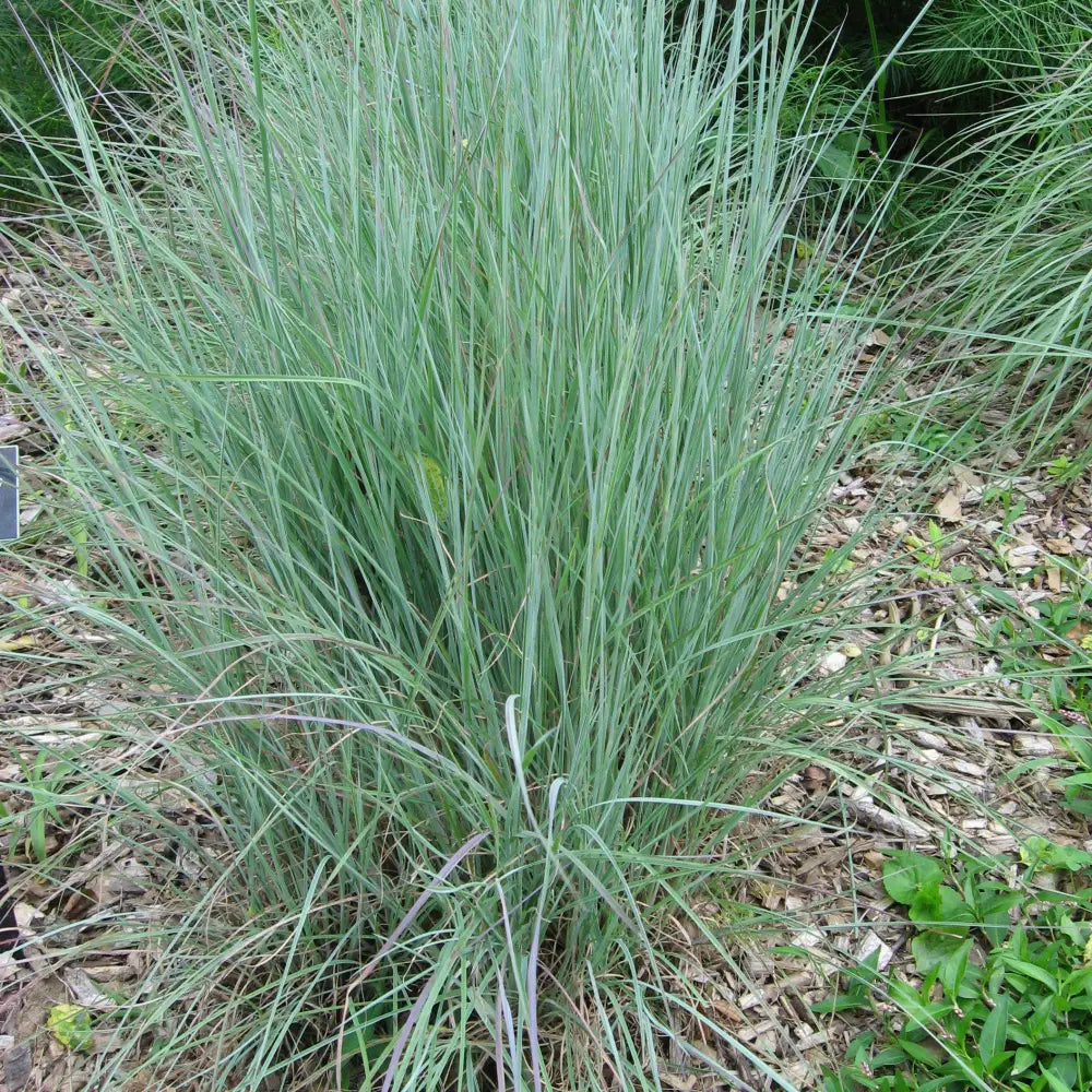 Prairie Blues Little Bluestem Ornamental Grass