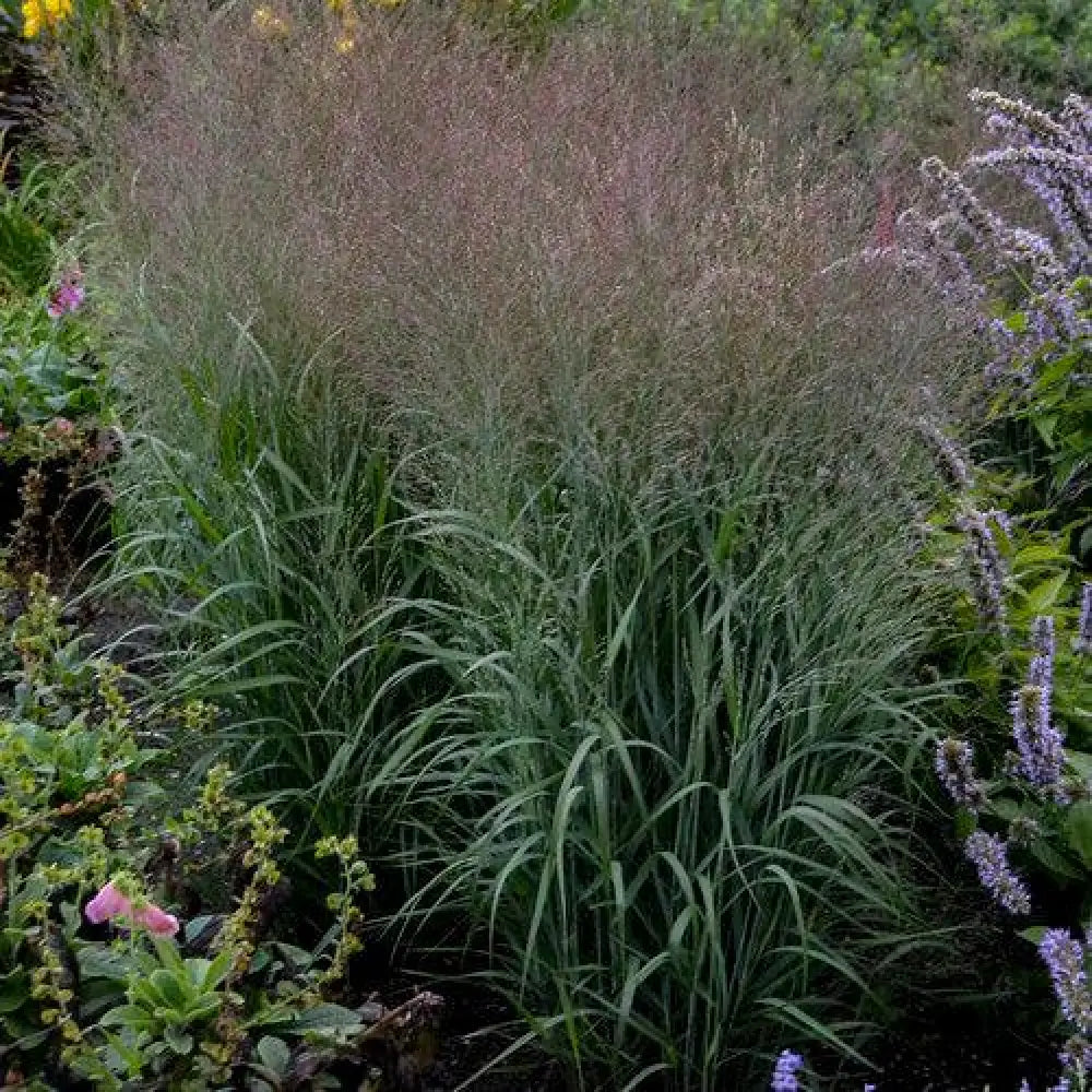 Prairie Winds® Apache Rose Switch Grass – Sam Bridge at Home