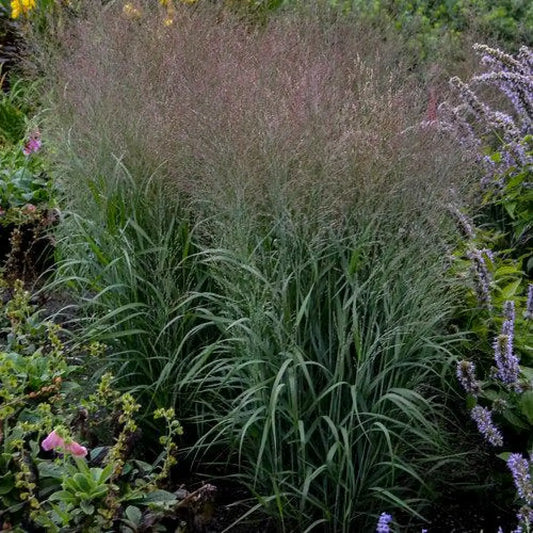 Prairie Winds® Apache Rose Switch Grass Ornamental Grass