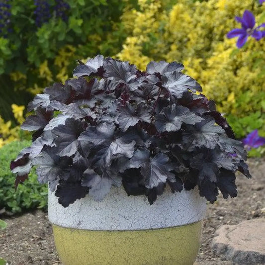 Primo® Black Pearl Coral Bells 1 GALLON Perennial