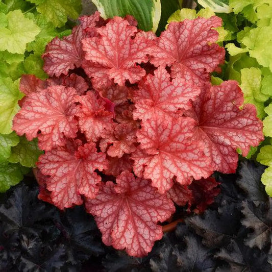 Primo® Peachberry Ice Heuchera 1 GALLON Perennial