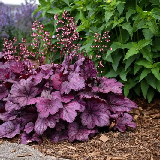 Primo® Wild Rose Heuchera 1 GALLON Perennial