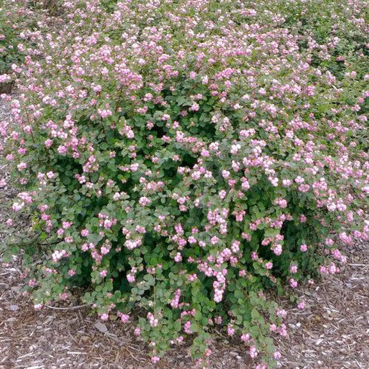 Proud Berry® Coralberry 3 GALLON Shrub