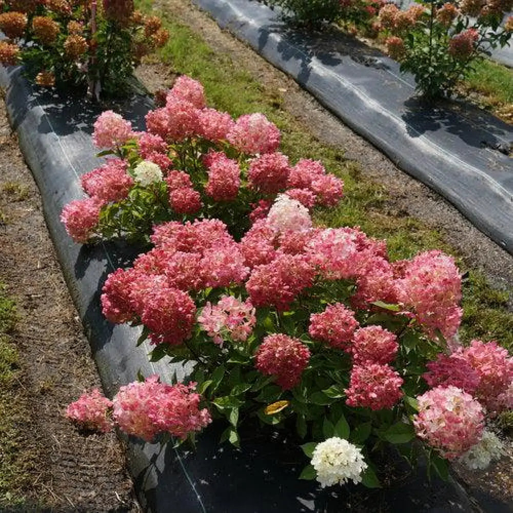 Proven Winners® Fire Light Tidbit® Hydrangea Shrub