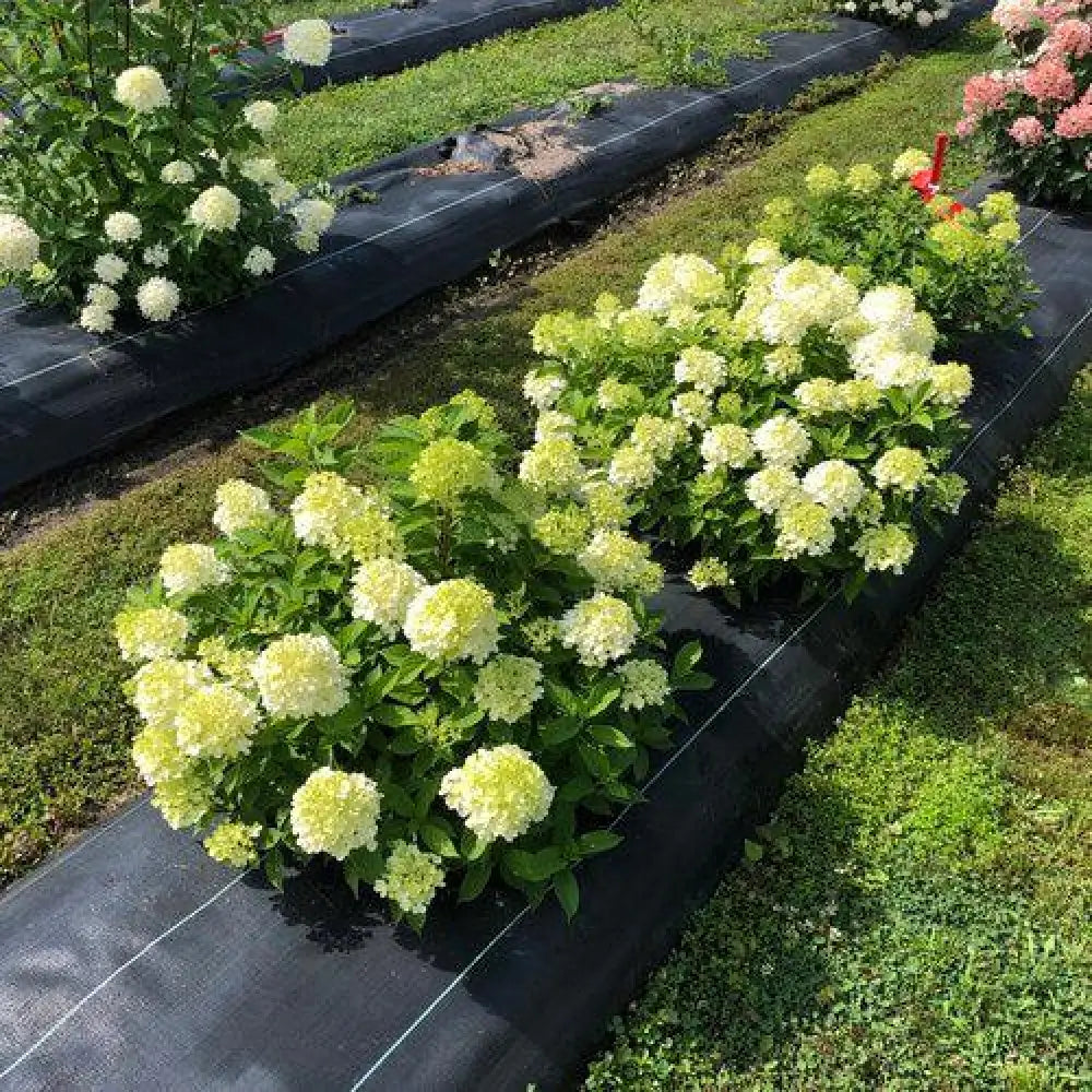 Proven Winners® Fire Light Tidbit® Hydrangea Shrub