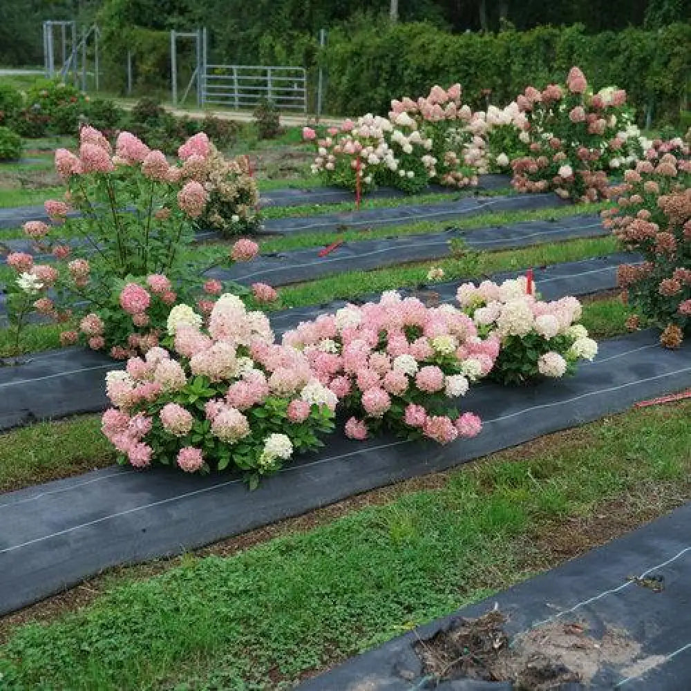 Proven Winners® Fire Light Tidbit® Hydrangea Shrub