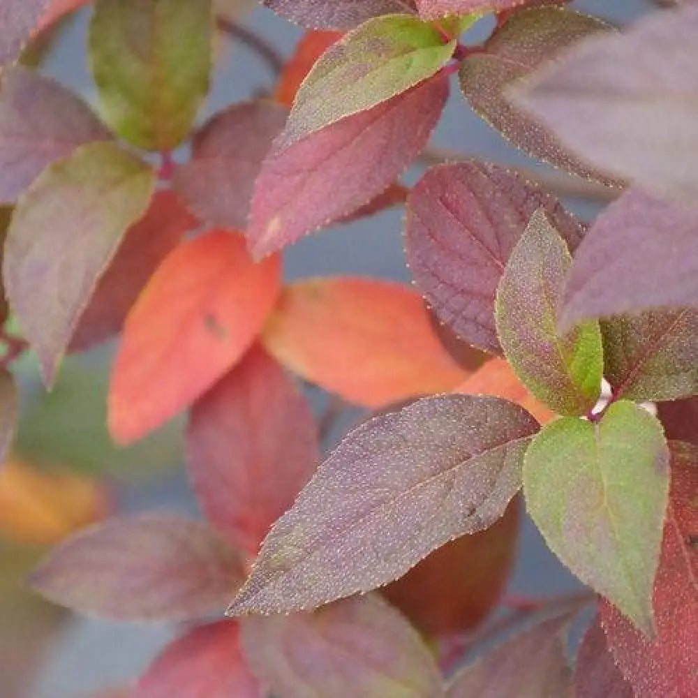 Proven Winners® Fire Light Tidbit® Hydrangea Shrub