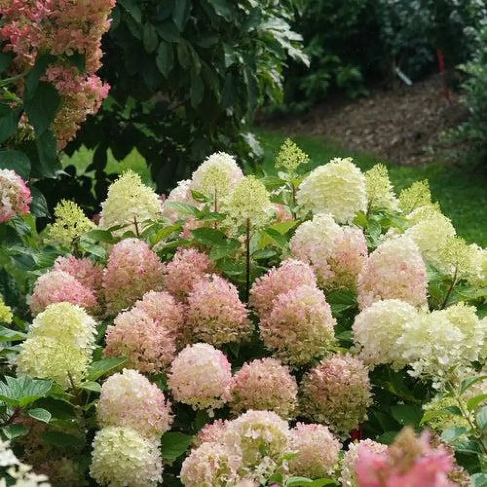 Proven Winners® Fire Light Tidbit® Hydrangea Shrub