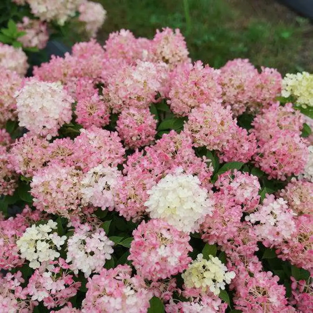 Proven Winners® Fire Light Tidbit® Hydrangea Shrub
