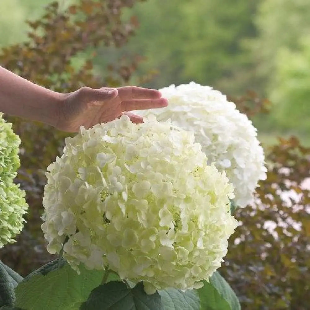 Proven Winners® Incrediball® Smooth Hydrangea Shrub