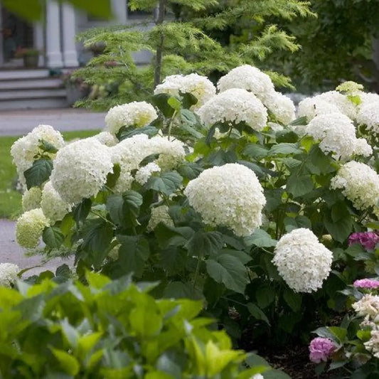 Proven Winners® Incrediball® Smooth Hydrangea Shrub