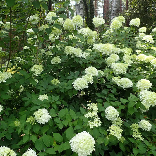 Proven Winners® Limelight® Hydrangea Shrub
