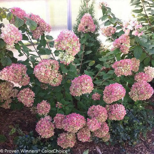 Proven Winners® Little Lime® Hydrangea Shrub