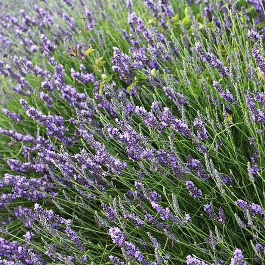 Provence Lavender Perennial