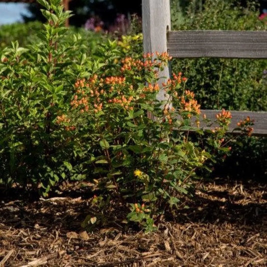 Pumpkin St. John’s Wort 2 GALLON Shrub