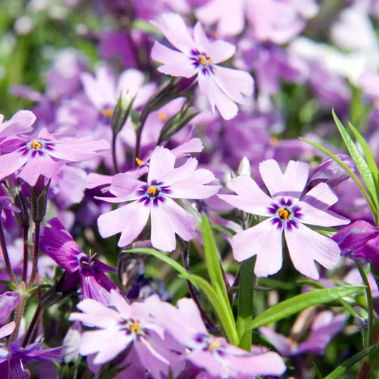 Purple Beauty Creeping Phlox 1 GALLON Perennial