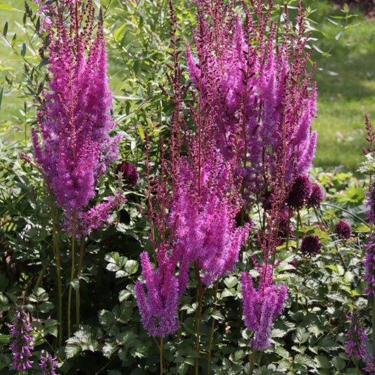 Purple Candles Chinese Astilbe 2 GALLON Perennial