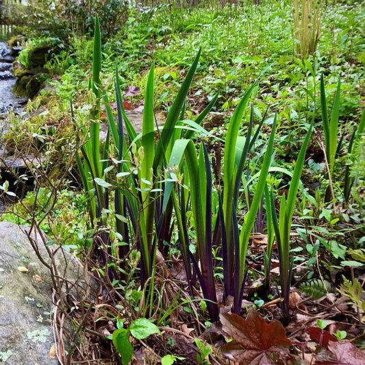 Purple Flame Blue Flag Iris 1 GALLON Perennial
