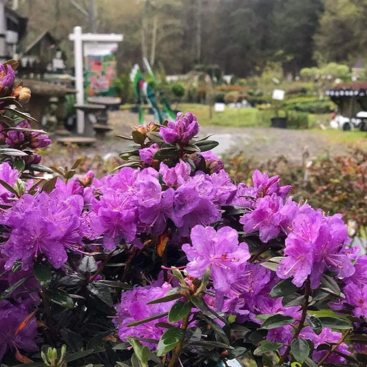 Purple Gem Rhododendron Shrub