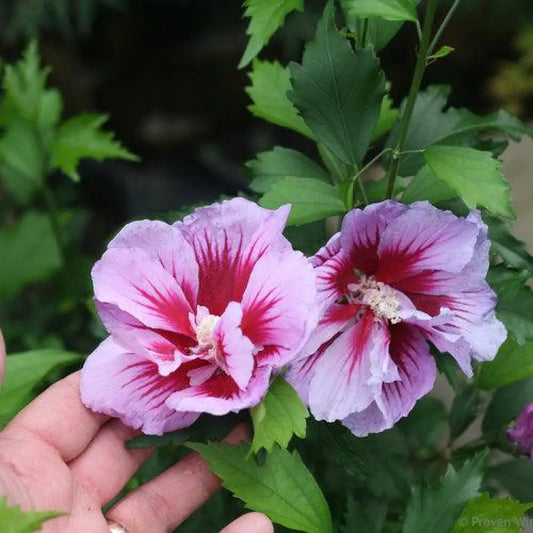 Purple Pillar® Rose of Sharon Shrub