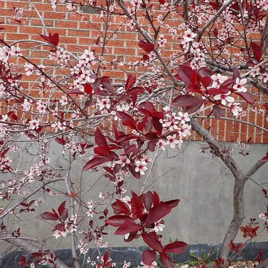 Purpleleaf Sandcherry 3 GALLON Shrub