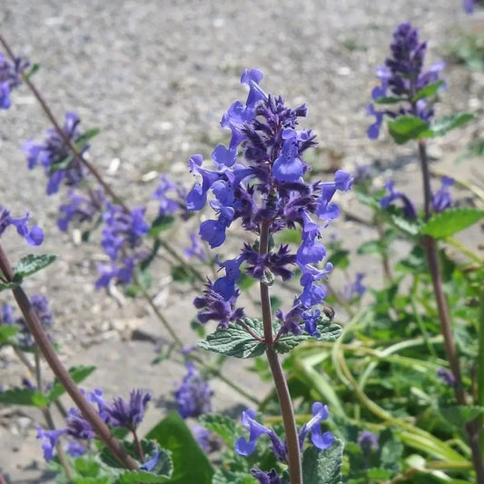 Purrsian Blue Catmint Perennial
