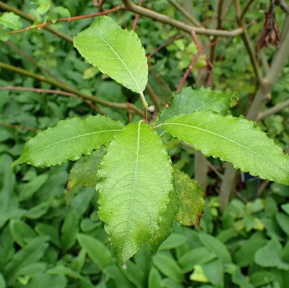 Pussy Willow Shrub