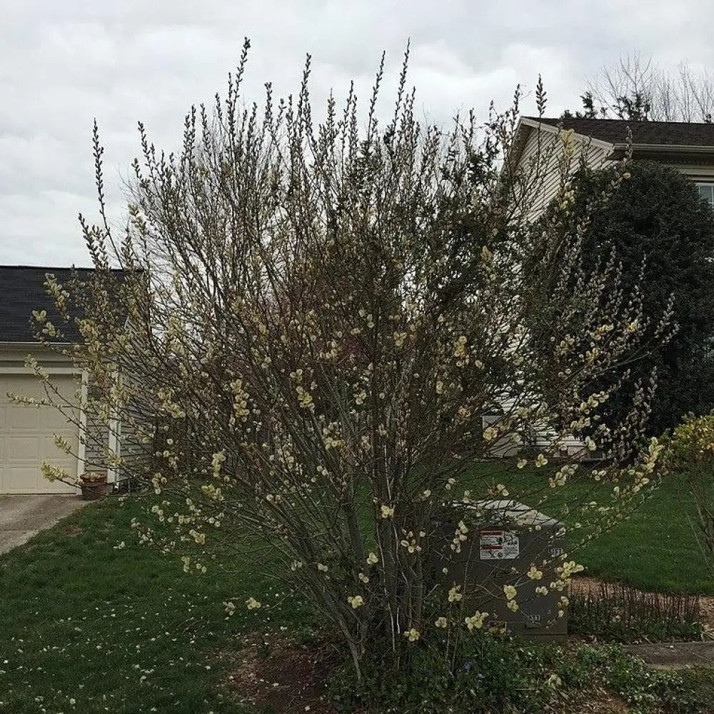 Pussy Willow Shrub