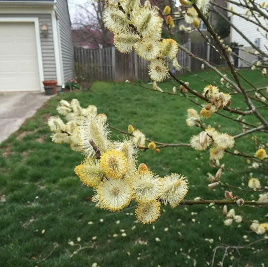 Pussy Willow Shrub