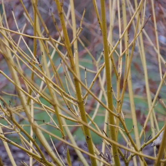 PW® Arctic Fire® Yellow Twig Dogwood 3 GALLON Shrub