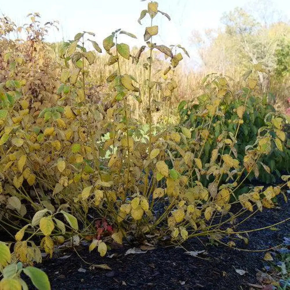 PW® Arctic Fire® Yellow Twig Dogwood 3 GALLON Shrub