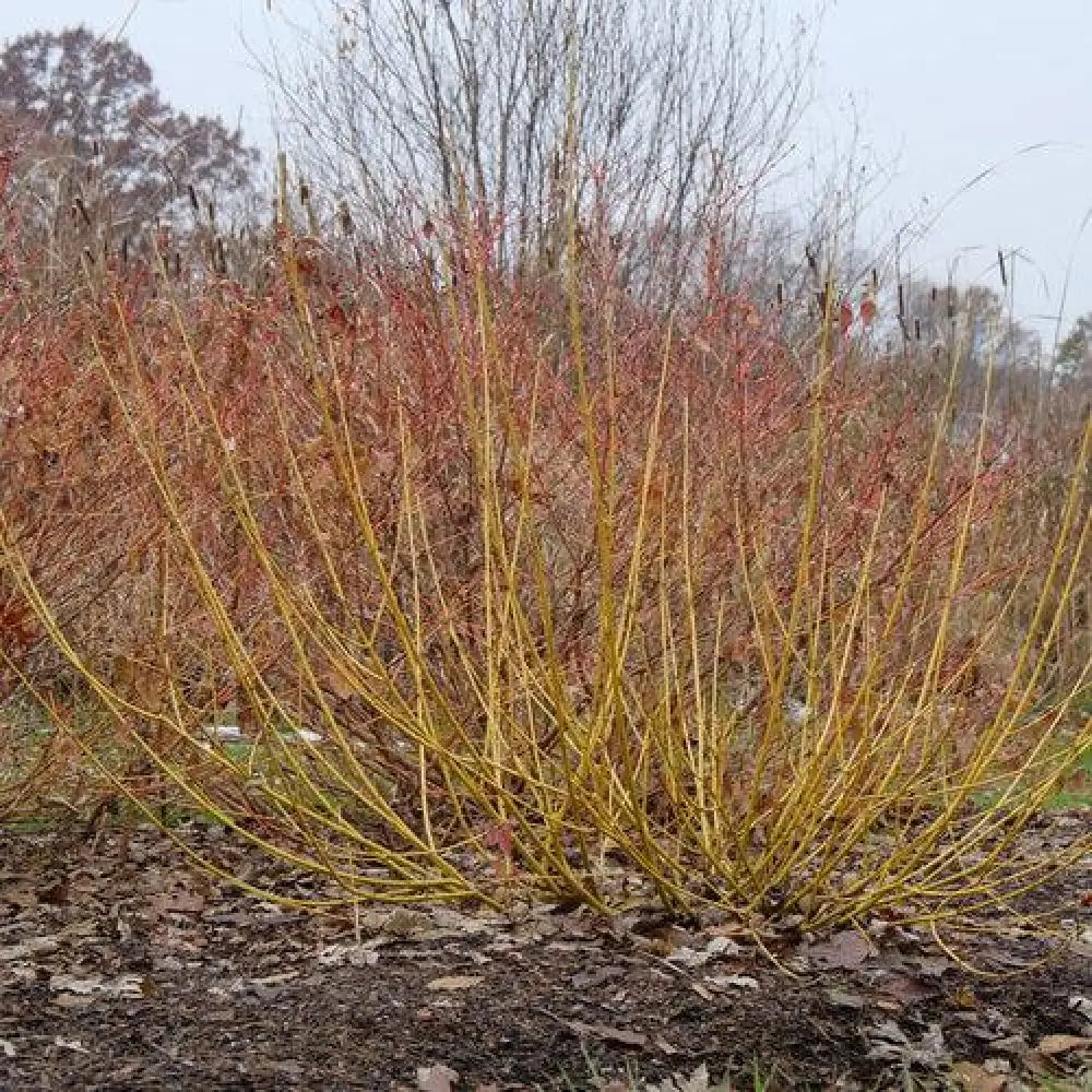 PW® Arctic Fire® Yellow Twig Dogwood 3 GALLON Shrub