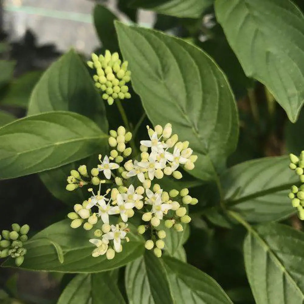 PW® Arctic Fire® Yellow Twig Dogwood 3 GALLON Shrub
