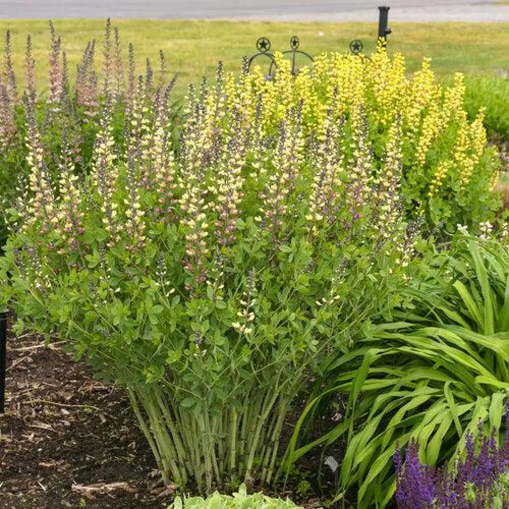 PW® Decadence® Deluxe Pink Lemonade False Indigo Perennial