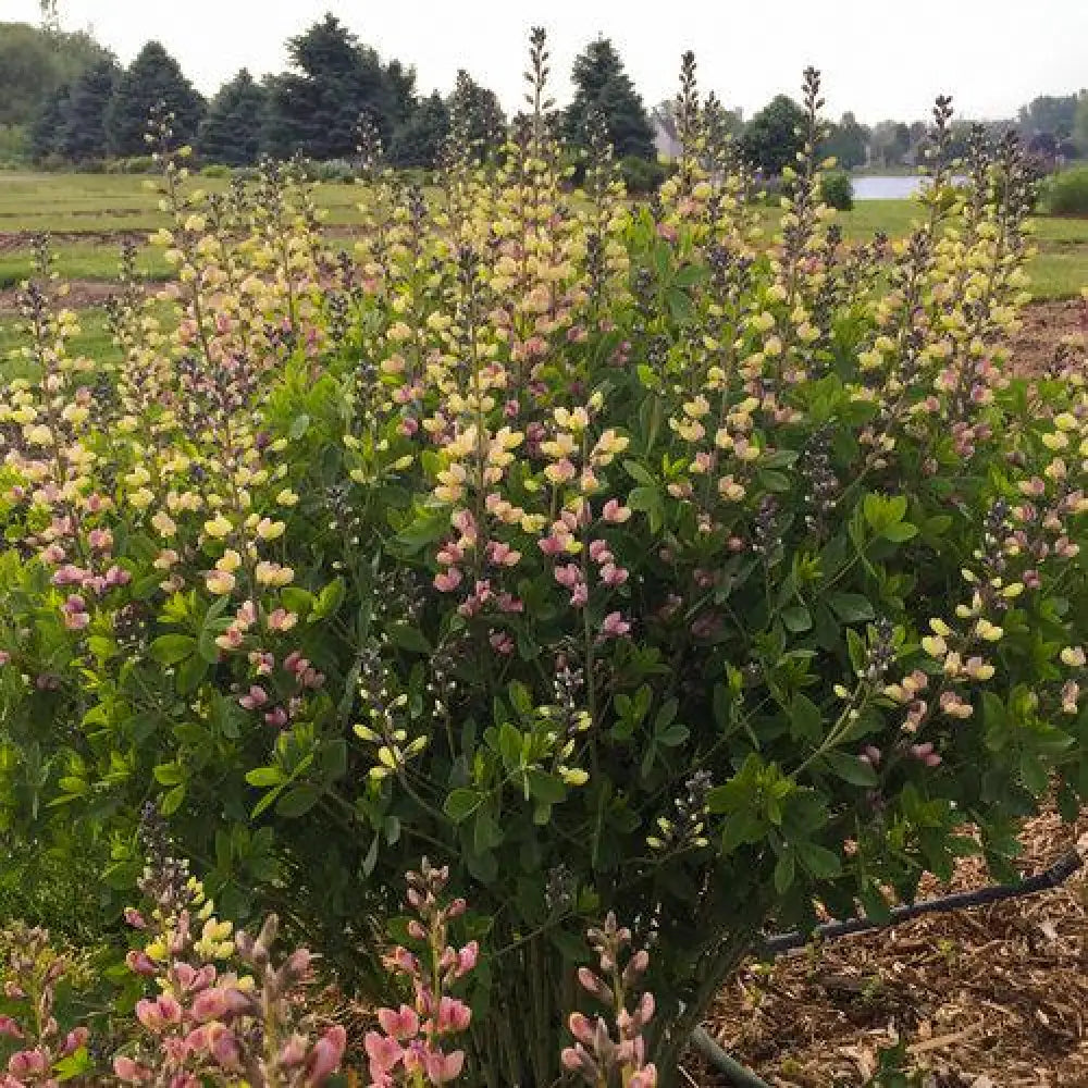 PW® Decadence® Deluxe Pink Lemonade False Indigo Perennial