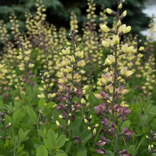 PW® Decadence® Deluxe Pink Lemonade False Indigo Perennial