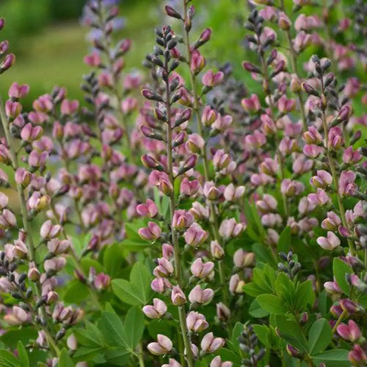 PW® Decadence® Deluxe Pink Truffles False Indigo 1 GALLON Perennial