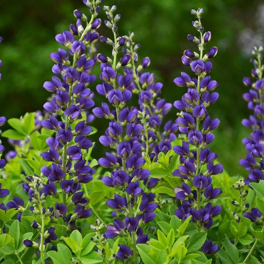 PW® Decadence® Sparkling Sapphires False Indigo 1 GALLON Perennial