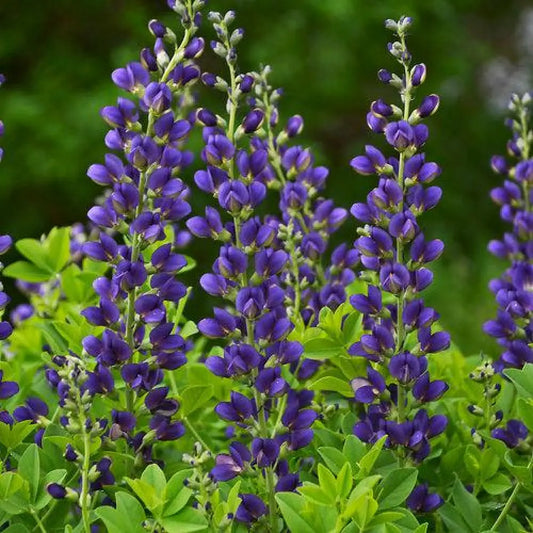 PW® Decadence® Sparkling Sapphires False Indigo 1 GALLON Perennial