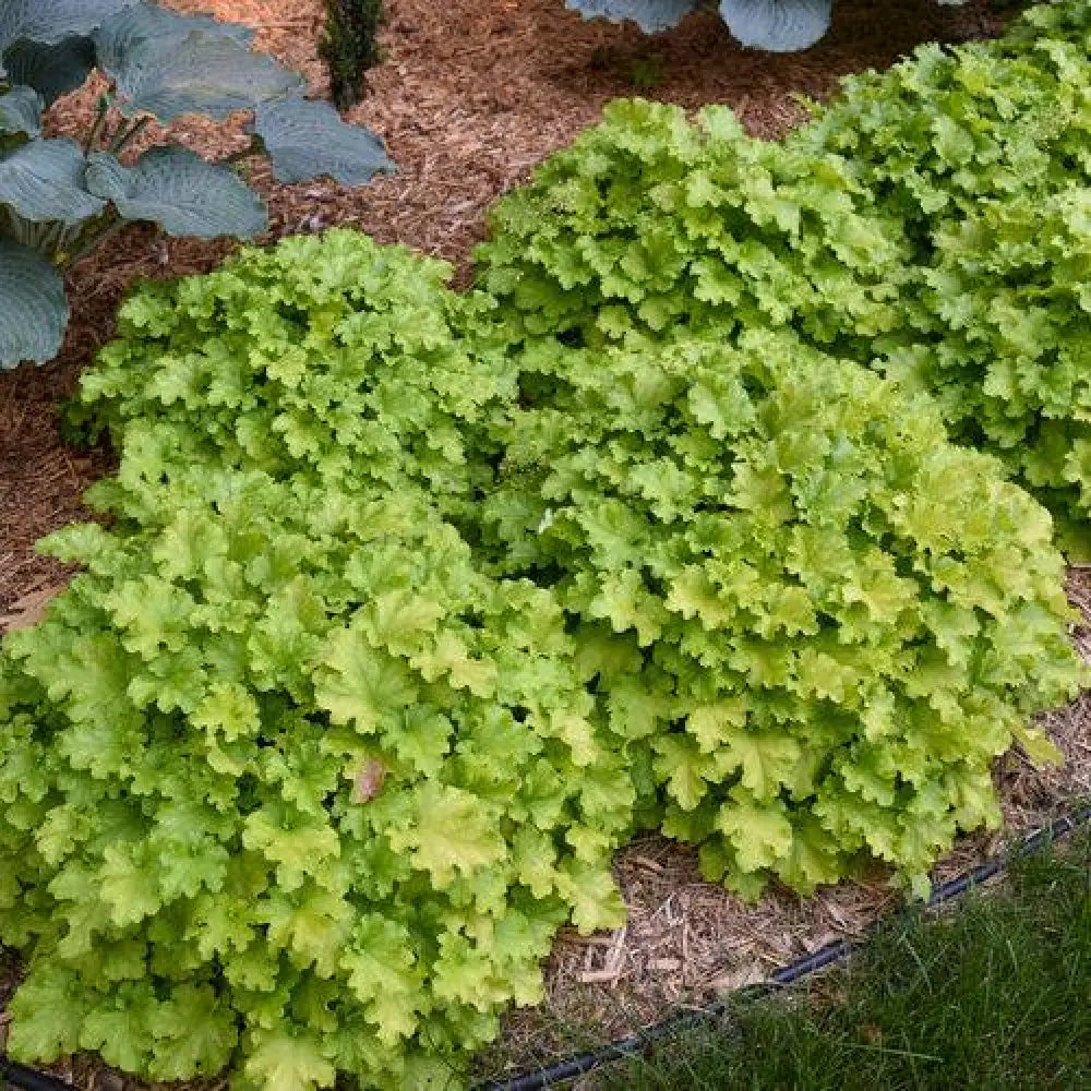 PW® Dolce® Apple Twist Heuchera 1 GALLON Perennial