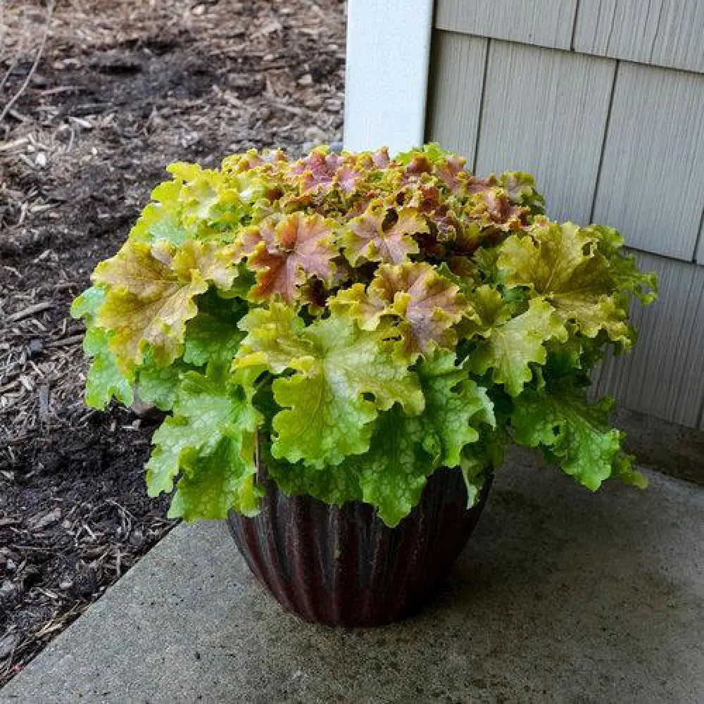 PW® Dolce® Apple Twist Heuchera 1 GALLON Perennial