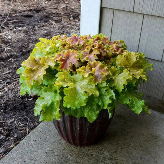 PW® Dolce® Apple Twist Heuchera 1 GALLON Perennial