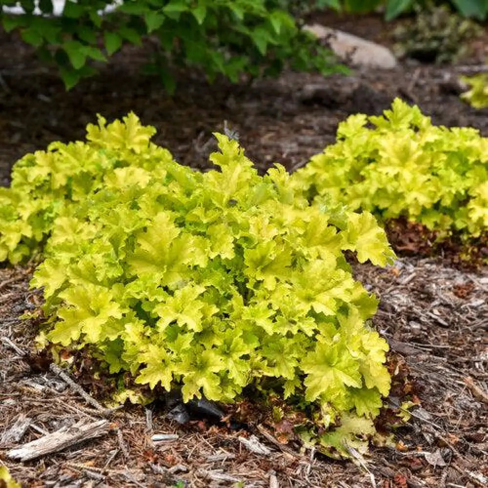 PW® Dolce® Apple Twist Heuchera 1 GALLON Perennial