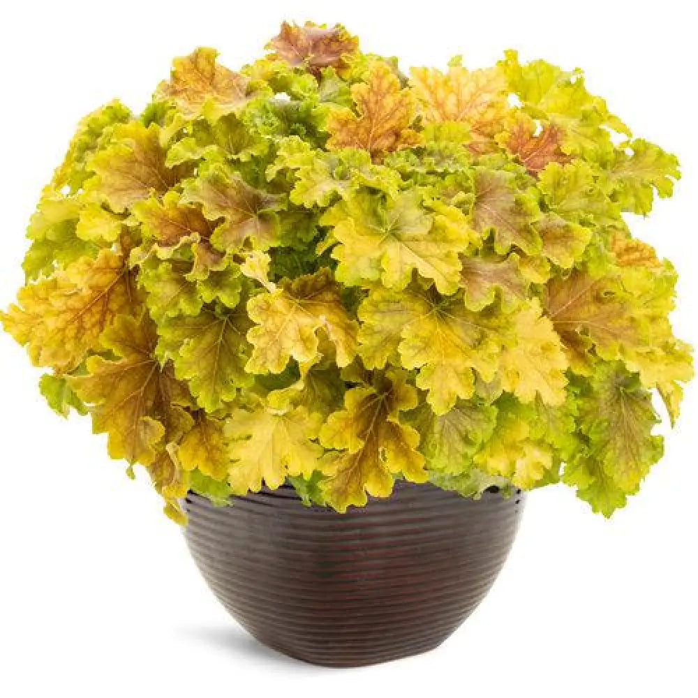 PW® Dolce® Apple Twist Heuchera 1 GALLON Perennial