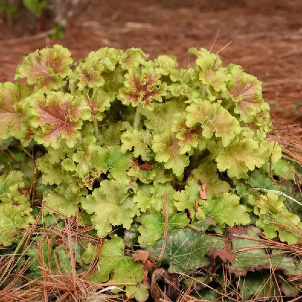 PW® Dolce® Apple Twist Heuchera 1 GALLON Perennial